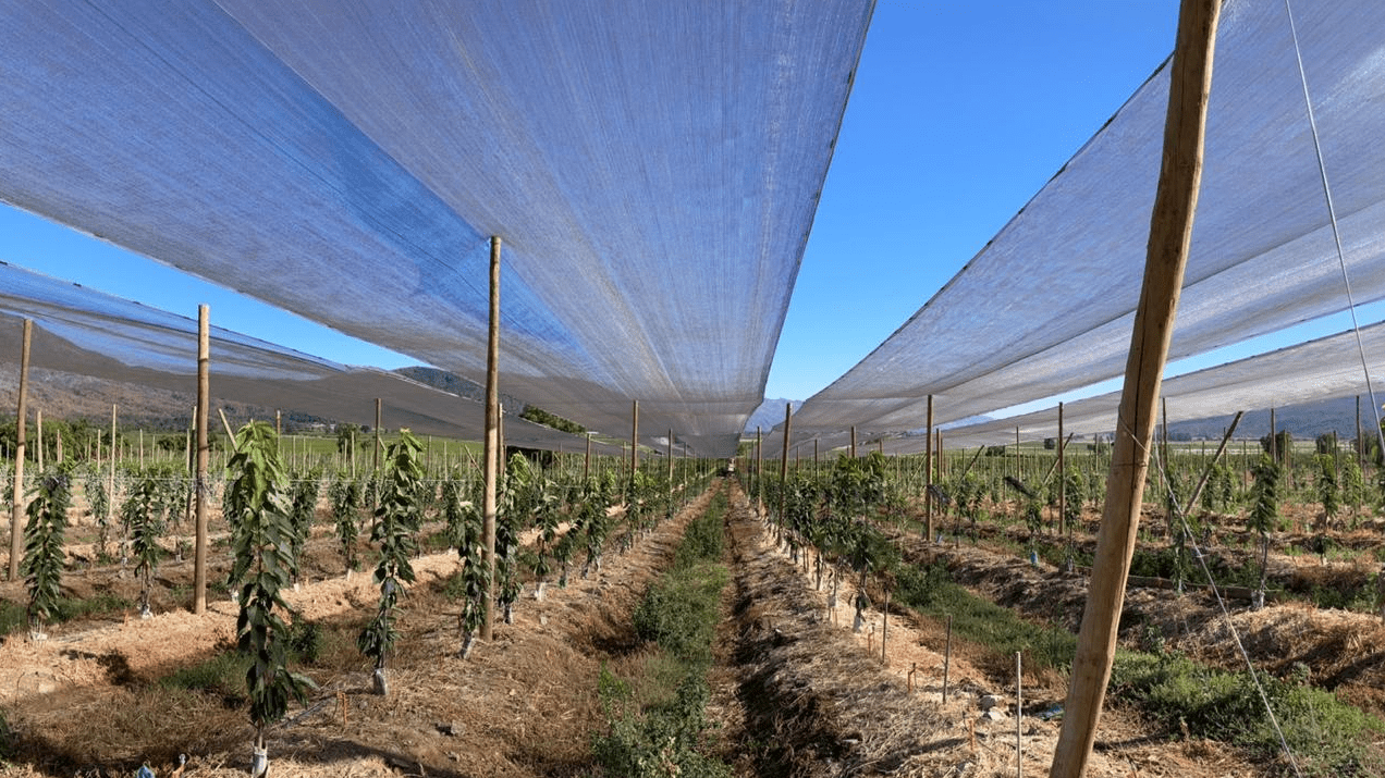 agrifresh-tecnologia-horticola|agrifresh-tecnologia-horticola|agrifresh-tecnologia-horticola|agrifresh-tecnologia-horticola|agrifresh-tecnologia-horticola|agrifresh-tecnologia-horticola|Sin título